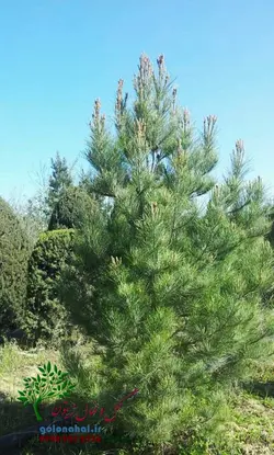 نهال کاج تهران سطل 7