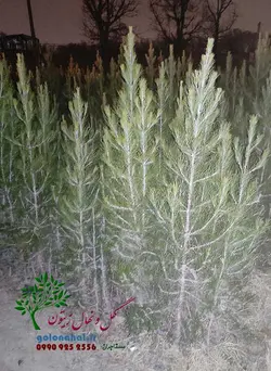 نهال کاج تهران سطل 7