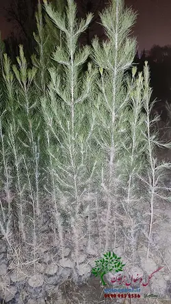 نهال کاج تهران سطل 7
