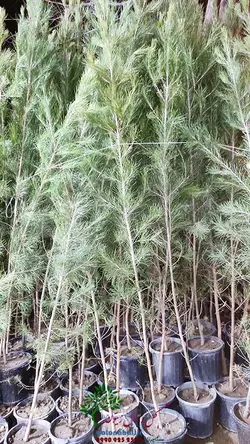 نهال کاج تهران سطل 7