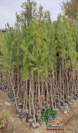 نهال کاج تهران سطل 7