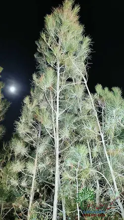 نهال کاج تهران سطل 7