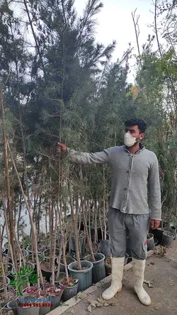 نهال کاج تهران سطل 7