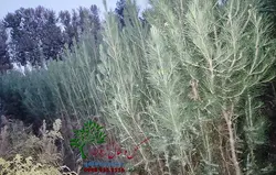 نهال کاج تهران سطل 7