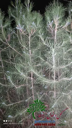 نهال کاج تهران سطل 7