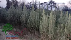 نهال کاج تهران سطل 7