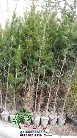 نهال کاج تهران سطل 7
