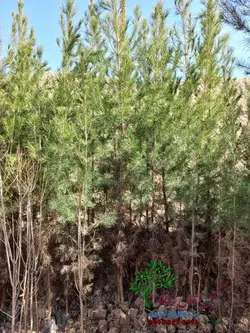 نهال کاج تهران سطل 7