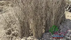 نهال سنجد