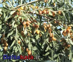 نهال سنجد