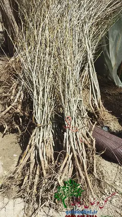 نهال سنجد