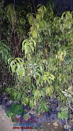 خرید و قیمت نهال هلو