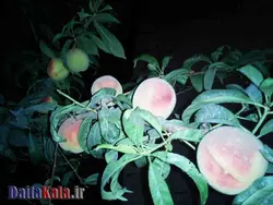 خرید و قیمت نهال هلو