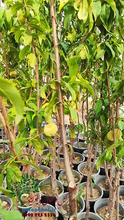 خرید و قیمت نهال هلو