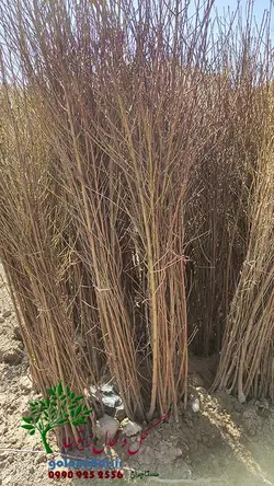 خرید و قیمت نهال هلو