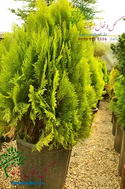 نهال کامیس پاریس سطل ۱۰