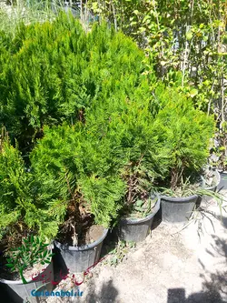 نهال کامیس پاریس سطل ۱۰