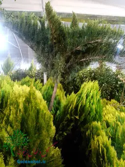 نهال کامیس پاریس سطل ۱۰