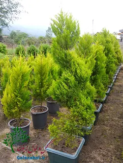 نهال کامیس پاریس سطل ۱۰