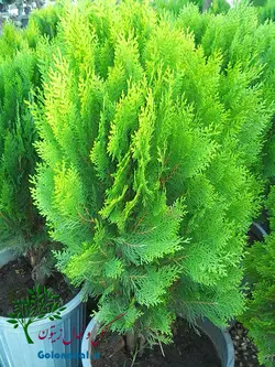 نهال کامیس پاریس سطل ۱۰