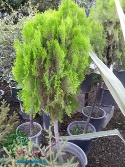 نهال کامیس پاریس سطل ۱۰