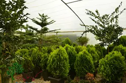 نهال کامیس پاریس سطل ۱۰