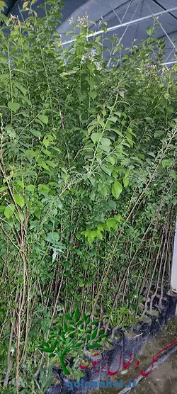 قیمت نهال آلو زرد قطره ‌طلا