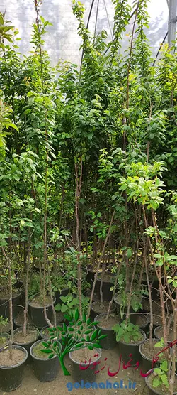 قیمت نهال آلو زرد قطره ‌طلا