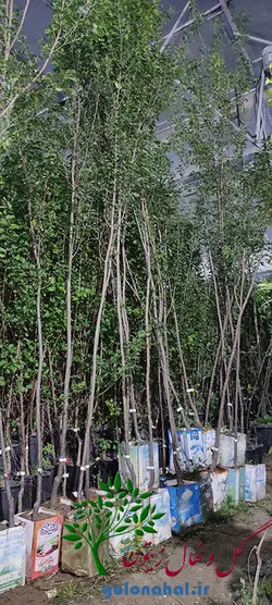 قیمت نهال آلو زرد قطره ‌طلا