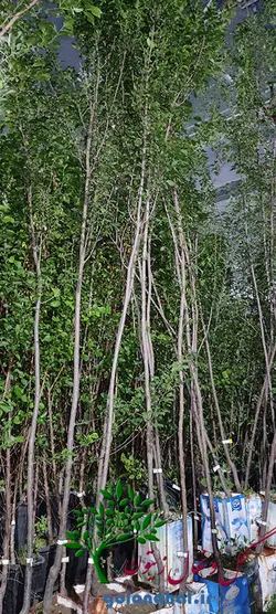 قیمت نهال آلو زرد قطره ‌طلا