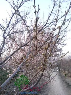 قیمت نهال آلو زرد قطره ‌طلا