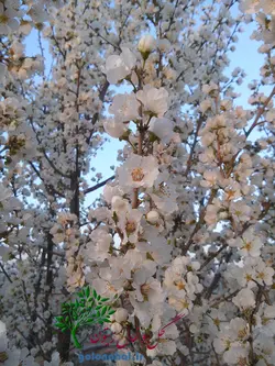 قیمت نهال زردآلو شاهرودی