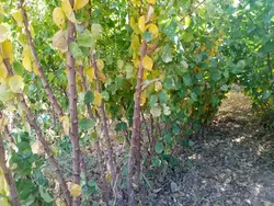 قیمت نهال زردآلو شاهرودی