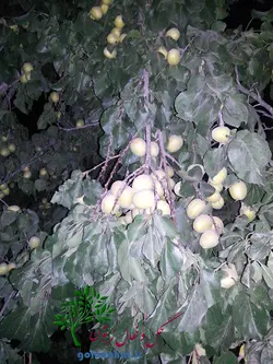 قیمت نهال زردآلو شاهرودی