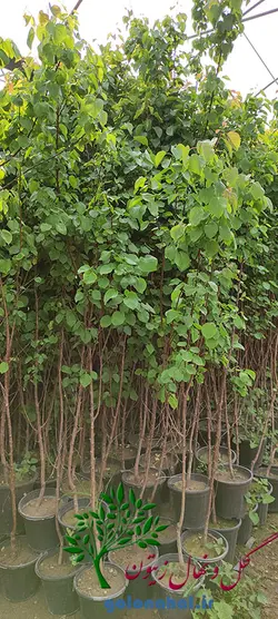 قیمت نهال زردآلو شاهرودی