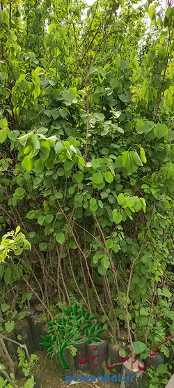 قیمت نهال زردآلو شاهرودی