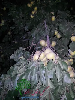 قیمت نهال زردآلو شاهرودی