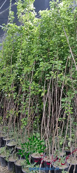 قیمت نهال زردآلو شاهرودی