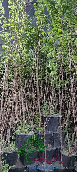 قیمت نهال زردآلو شاهرودی