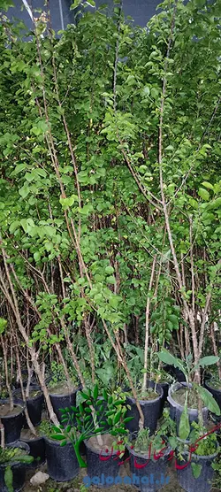 قیمت نهال زردآلو شاهرودی