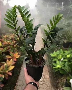 گیاه زاموفیلیا