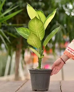 گیاه دیفن کاملیا