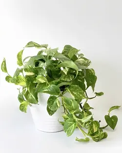 گیاه پتوس مرمری