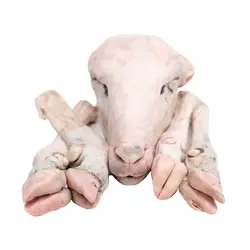 کله پاچه گوسفند نر یک دست کامل (کوچک)