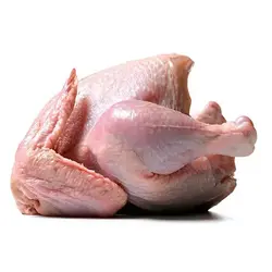 مرغ هلندی