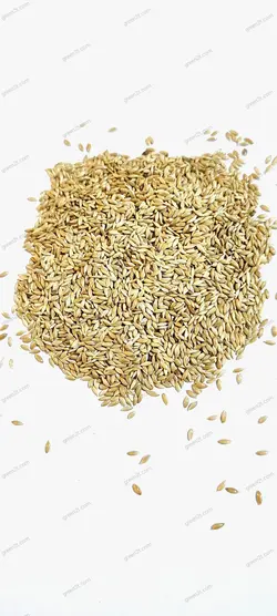 تخم کتان ایرانی