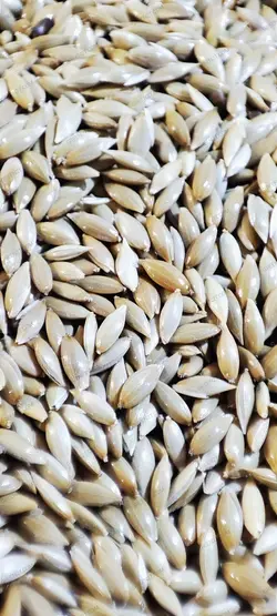 تخم کتان ایرانی