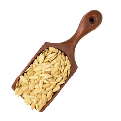 کدو خویی
