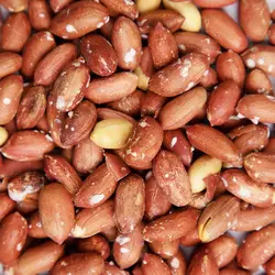 بادام زمینی  استانه