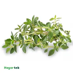 آویشن معمولی